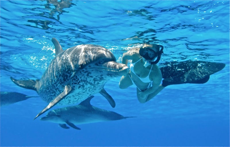 Swim with Dolphins Oahu | Best Swim with Dolphin Hawaii Tours in 2018